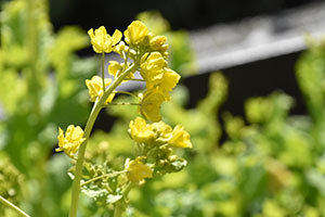 菜の花アップ